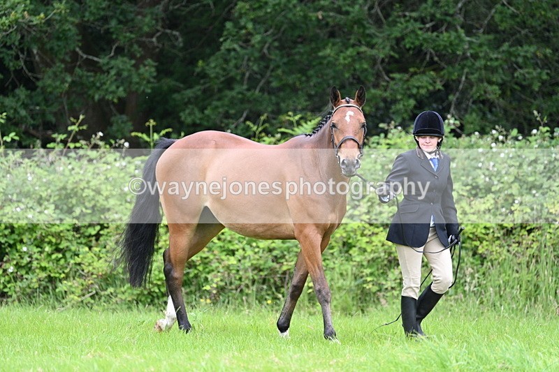 WJ7_3796 - Class 14A Handsome Gelding