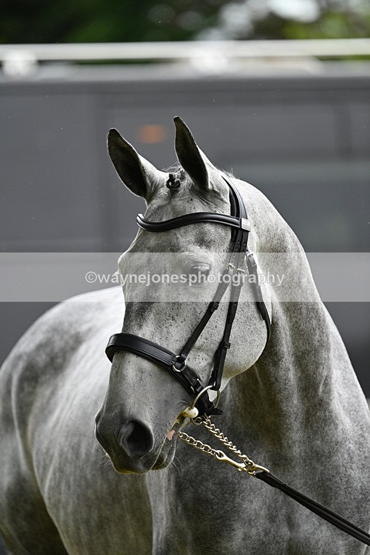 WJ7_6282 - Class 4a Prettiest Mare over 14hh