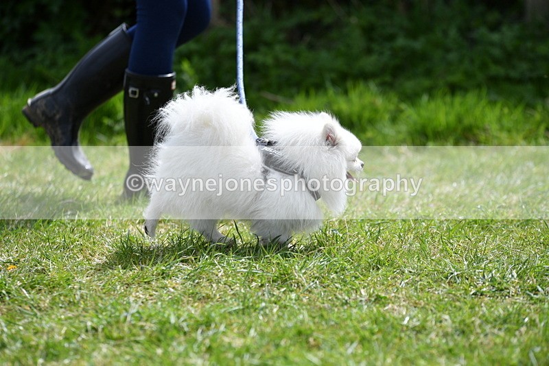 WJ5_9704 - Class 3 Most Handsome Dog