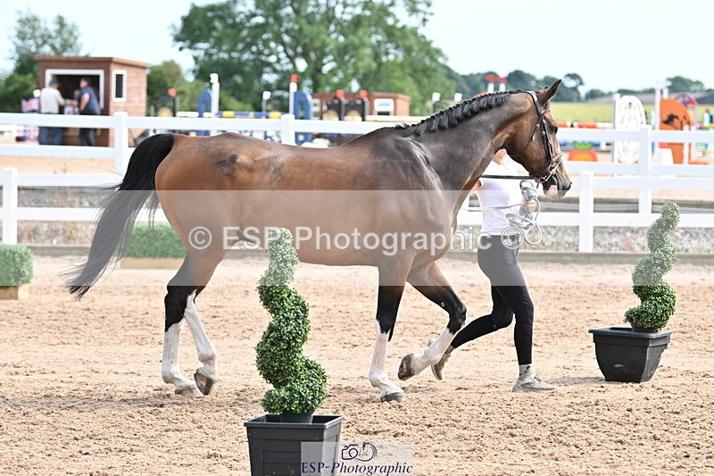 240717A-162001-03415 - Trot Up 4pm to 5pm