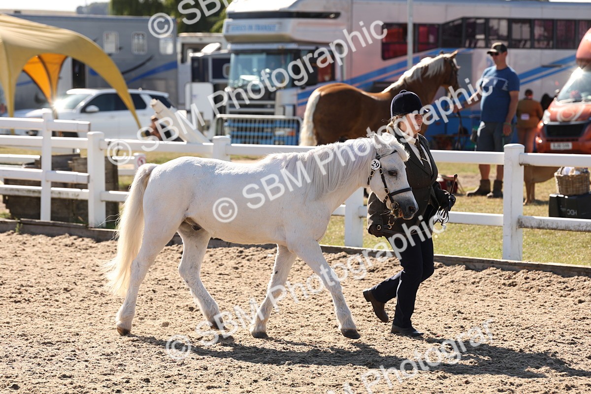 SBM_12895 - Class 206 - IH Non Show Type Pony