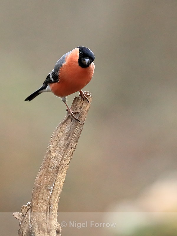 Male Bullfinch perched, Otterbourne, Hampshire - Bullfinch