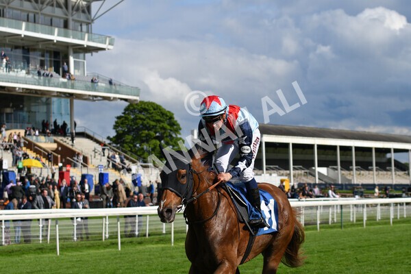 yr22052021r7-46 - Race 7 5.25pm Hudson Quarter York Palace Capital Stakes - Gentleman Amateur Riders Race