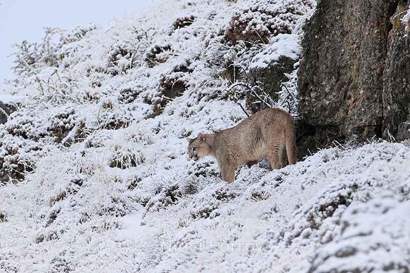 Puma looks down snowy slope, Torres del Paine, Chile - Puma