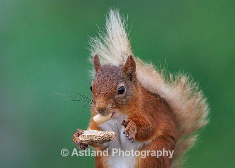 Astland Photography, Bird and Wildlife Images, Susan and Peter Wilson, U.K.