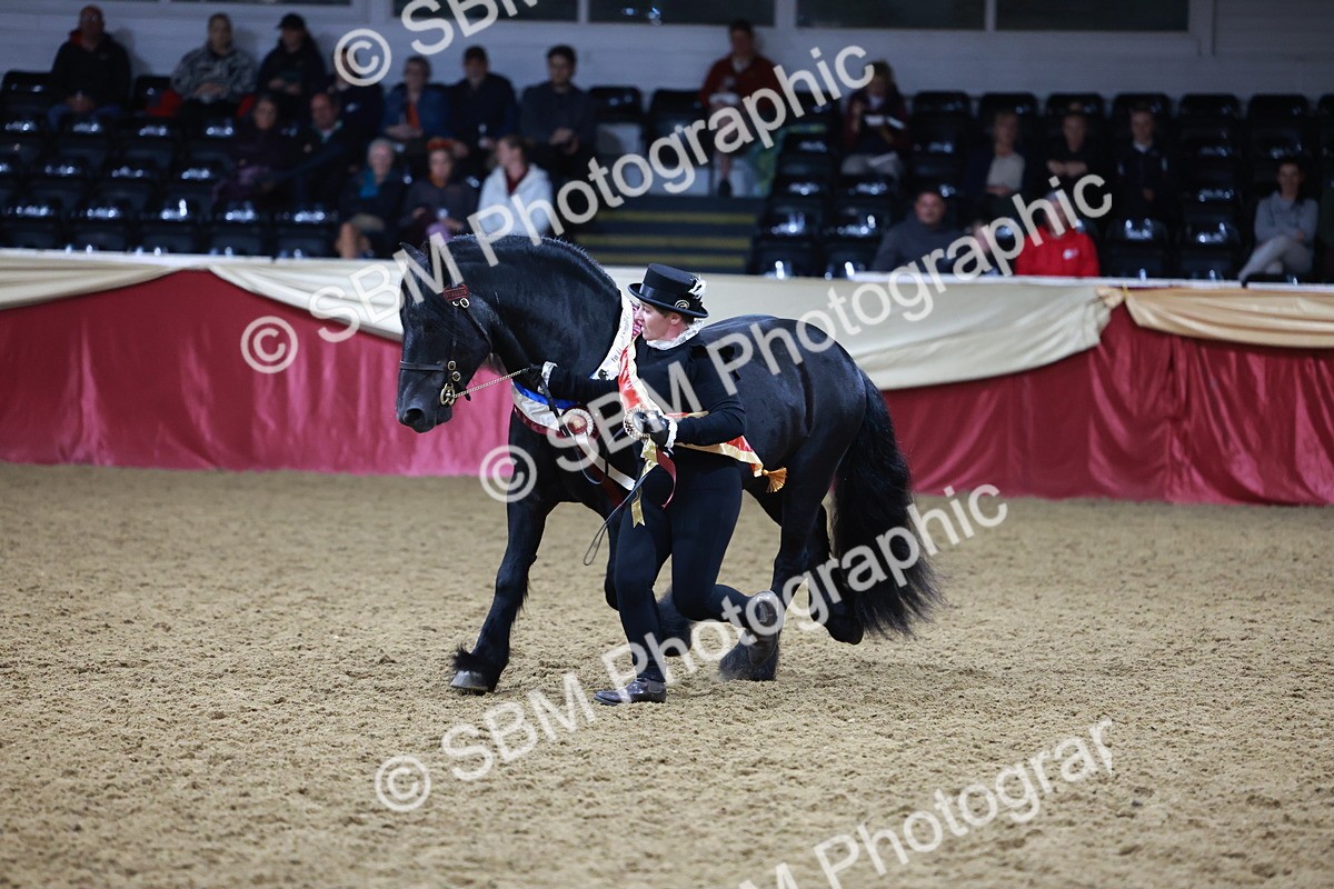 SBM_20435 - Class F - IH Small (148cm & Under)Champ