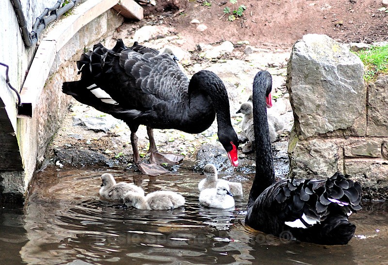 Parents and cygnets - Dawlish (mainly black swans)