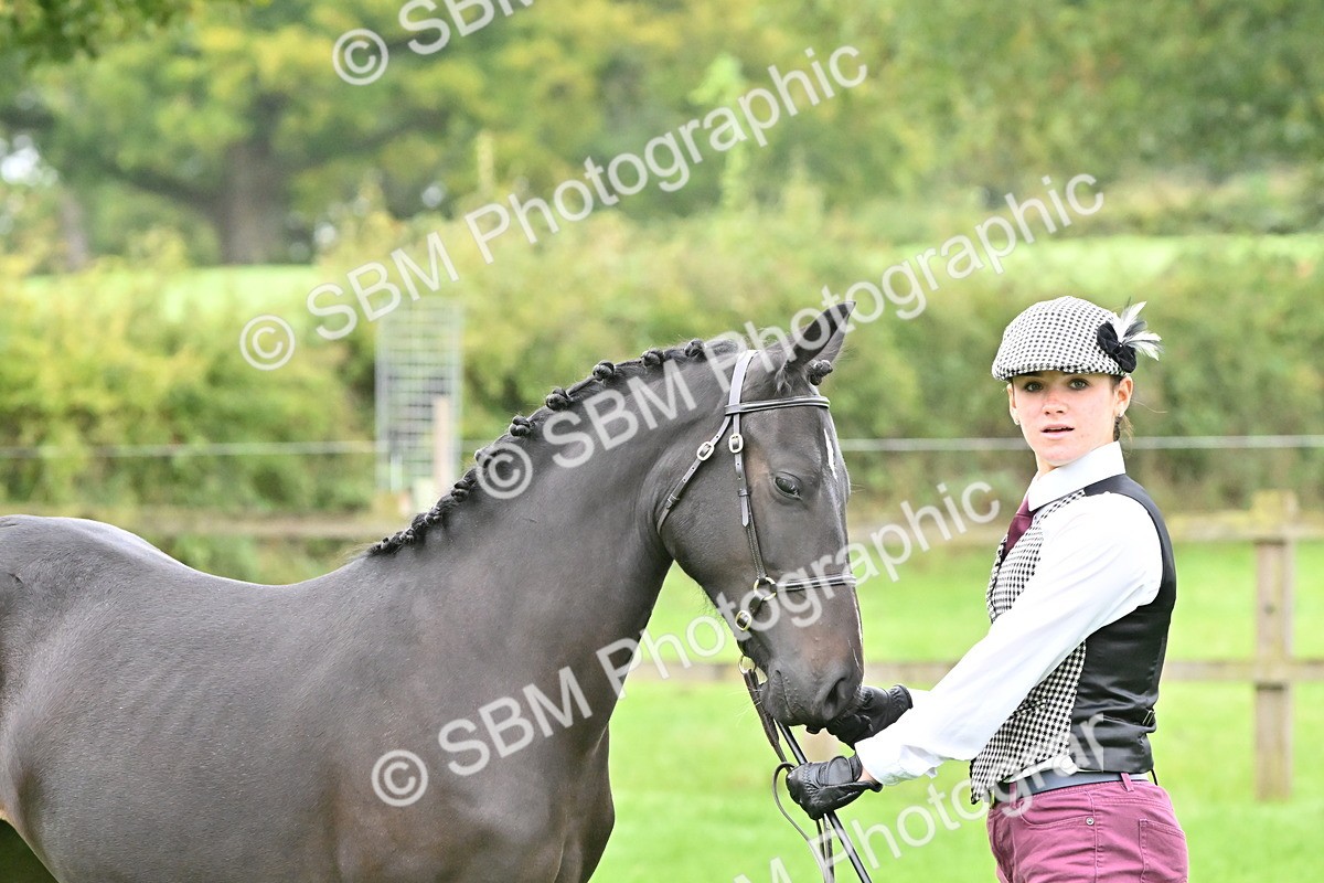 SBM_57555 - S46 - Part Bred Arab & Native Pony In Hand
