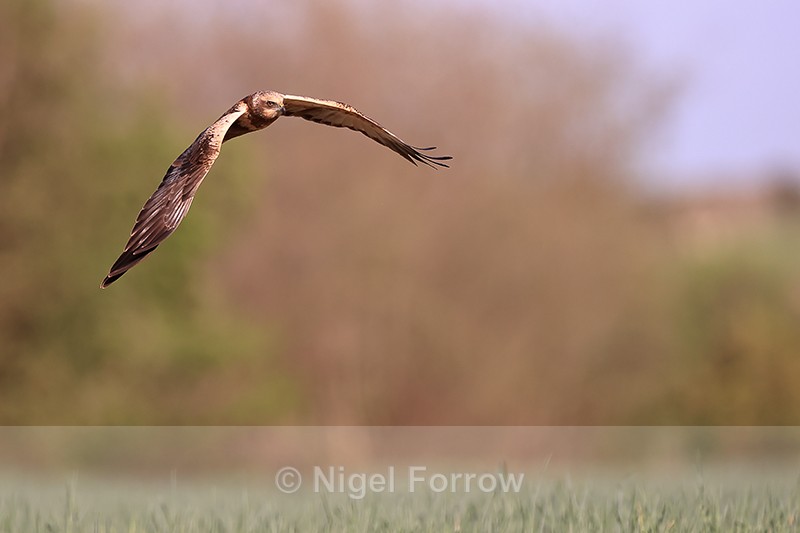 Western Marsh Harrier (male) hunting over reedbed, Montgai, Spain - Marsh Harrier