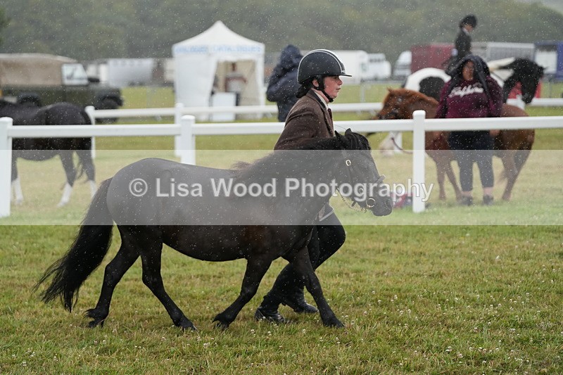 DSC04626 - Class 46: NPS Shetland Youngstock