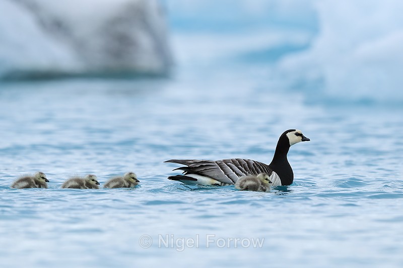 Barnacle Goose & goslings, Jokulsarlon, Iceland - Barnacle Goose