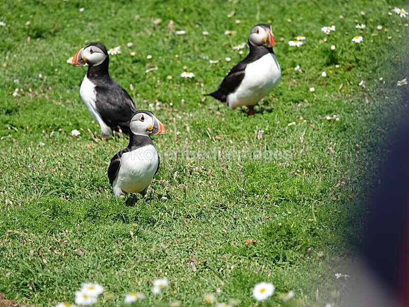 DSC00382 - Skomer 2019