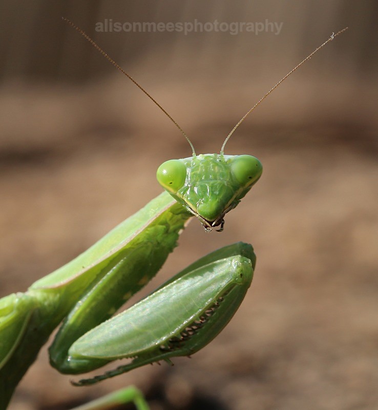  - Macro World
