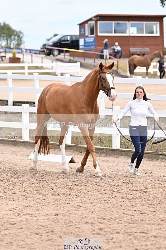 250716-142958-01135 - Trot Up 1.30 to 2.30