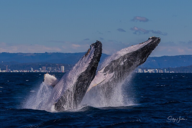 Double Breach 2. 0A3A2664 - 2025 Whales