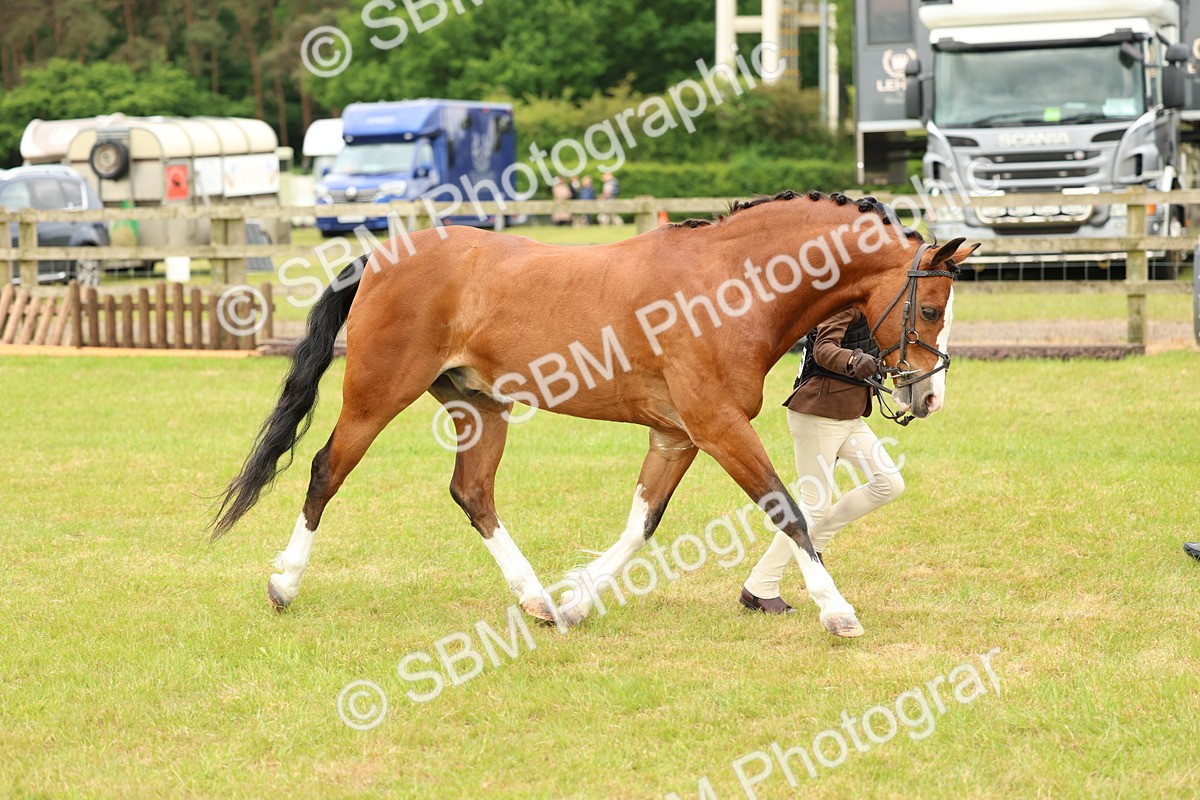 SBM_10258 - Class 44-45 - LIHS BSPS Open Nursery and Cradle Stakes