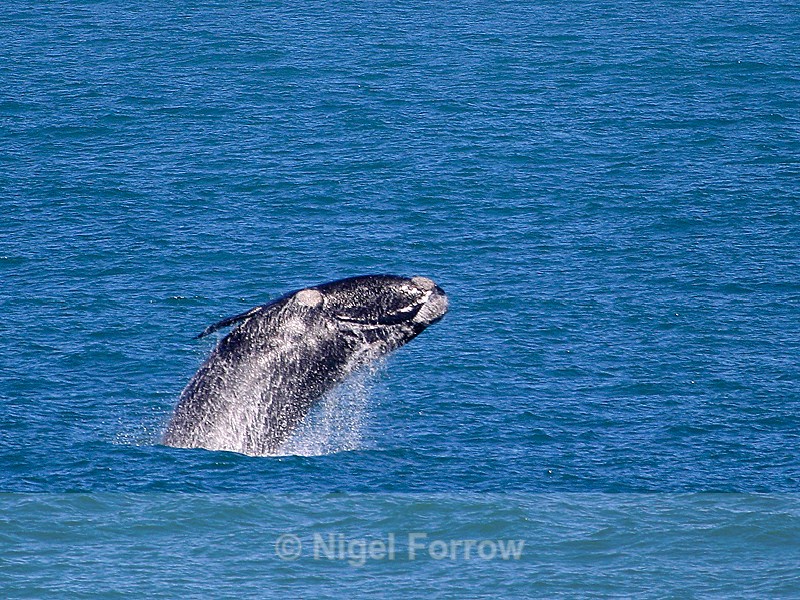 Breaching Southern Right Whale in Walker Bay, South Africa - Whale