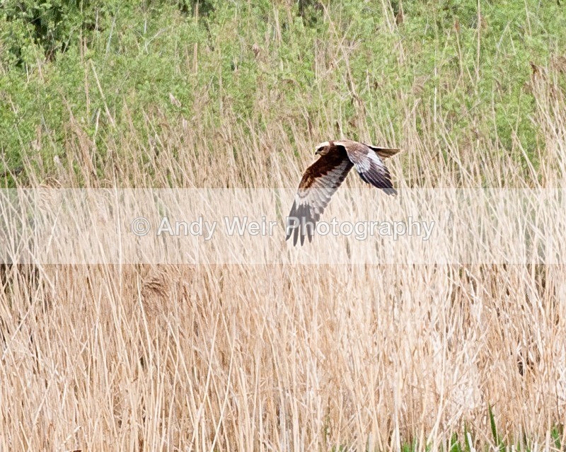 20100501-WE 157 - Raptors