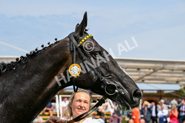 260725-Race 3-Royal Champion-0590 - Race 3 2.40pm Sky Bet York Stakes