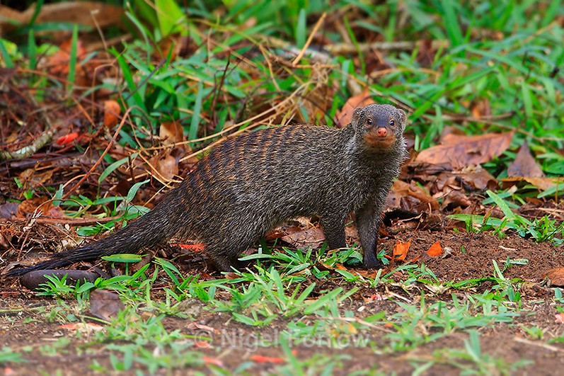 Banded Mongoose, South Africa - Mongoose