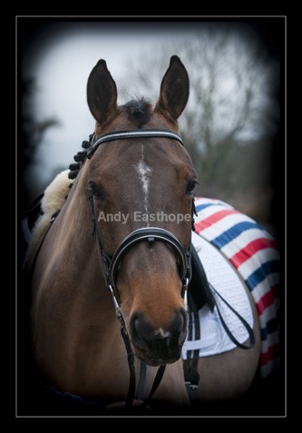 QTaw - Equestrian Images