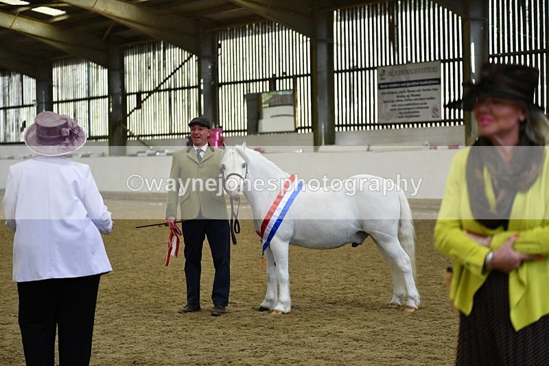 WJ5_5806 - Morning in hand Championship