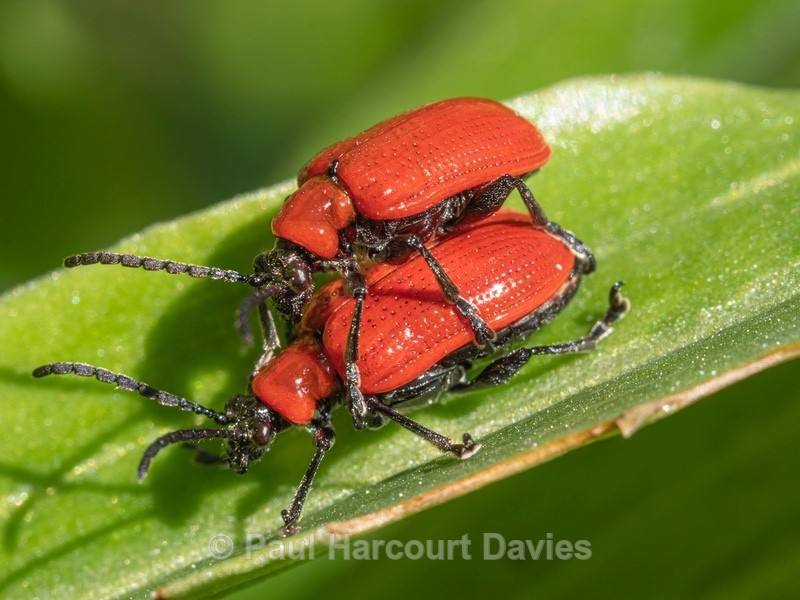 Scarlet lily beetle (Lilioceris lilii) - Mikromak & TS Robusto 160