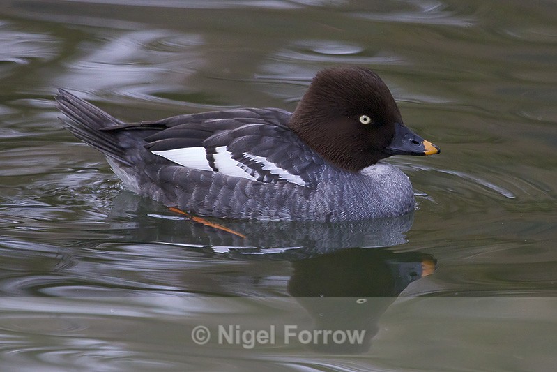 Goldeneye (female), Tierpark Hellabrun, Munich - Goldeneye