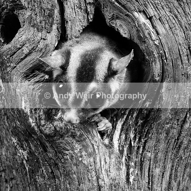 20140325-3K8A9516-2837-2838 - Mammals