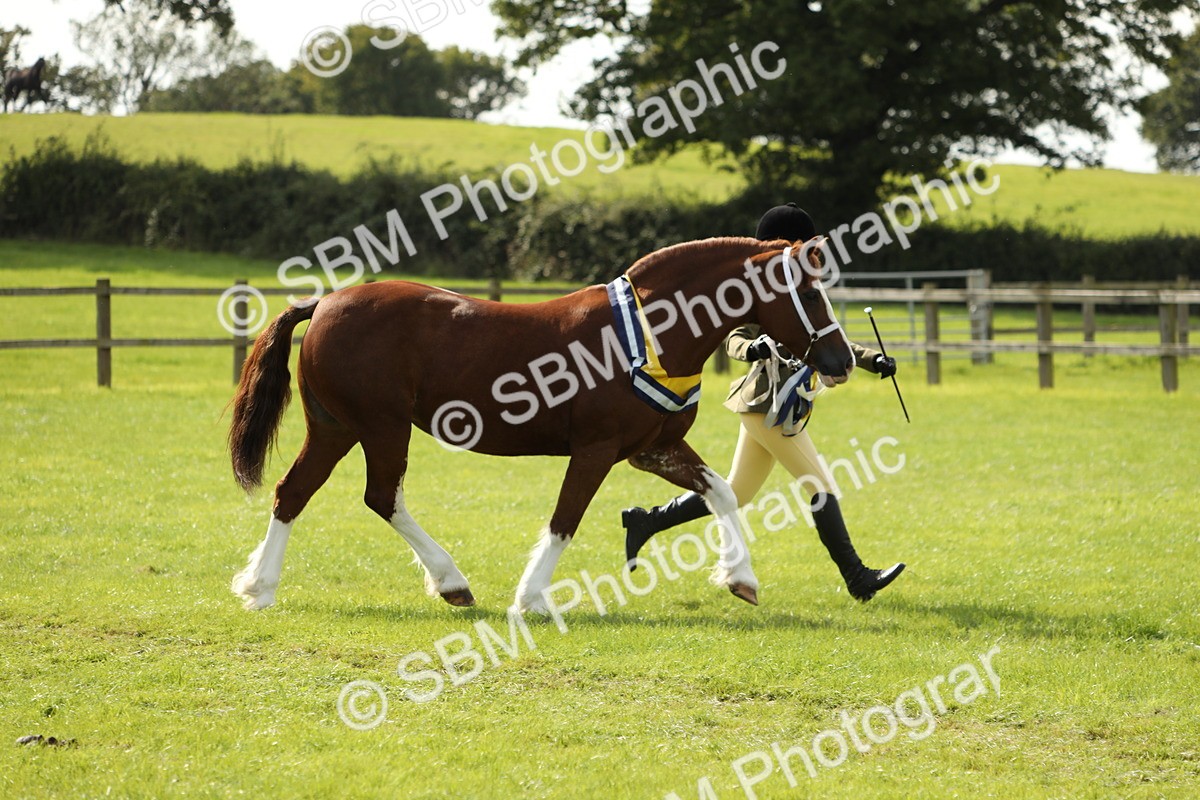 SBM_66386 - In Hand Pony & Youngstock Supreme Championship