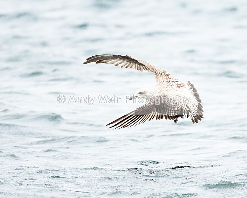 20130930-3K8A6325 - Herring Gull