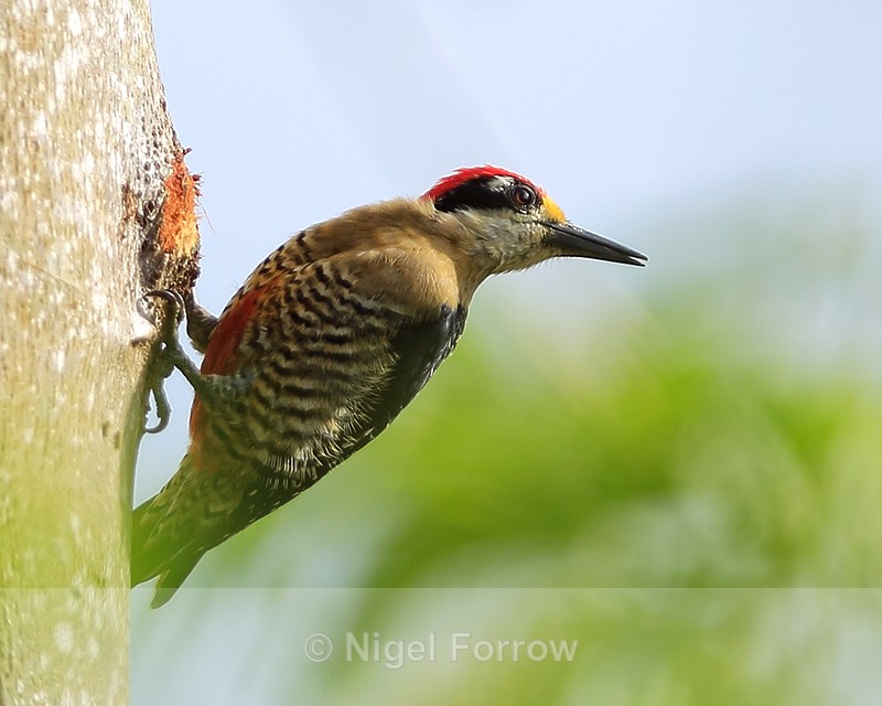 Black-cheeked Woodpecker (male), Arenal, Costa Rica - Black-cheeked Woodpecker