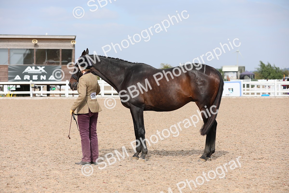 SBM_15945 - Class 313 IH Retired Racehorse