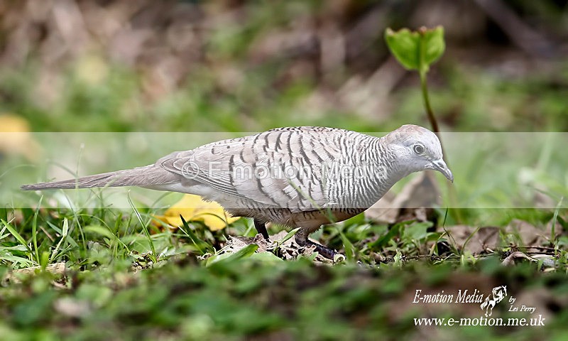 Zebra Dove 030115 - Nature