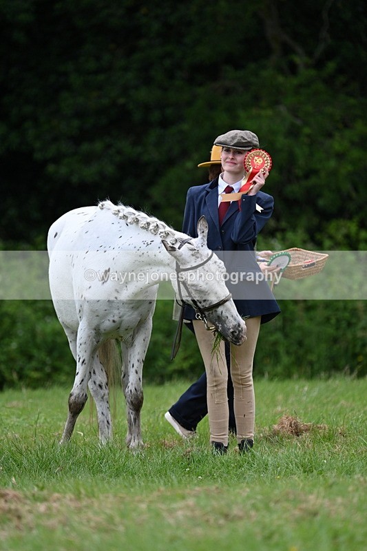 WJ7_4522 - Class 14B Prettiest Mare