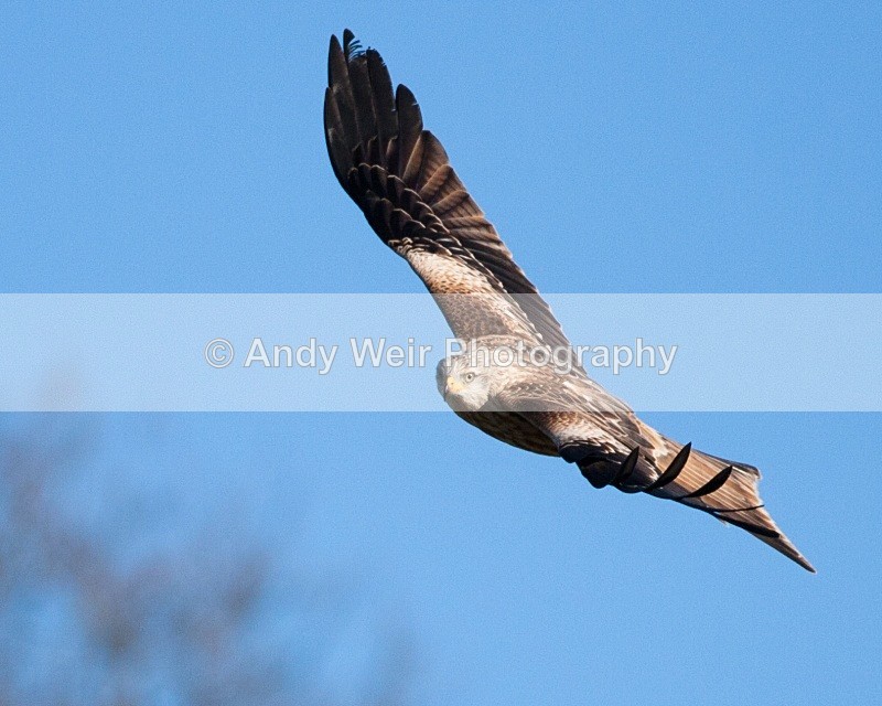 20100130-IMG_2865 401 - Red Kite