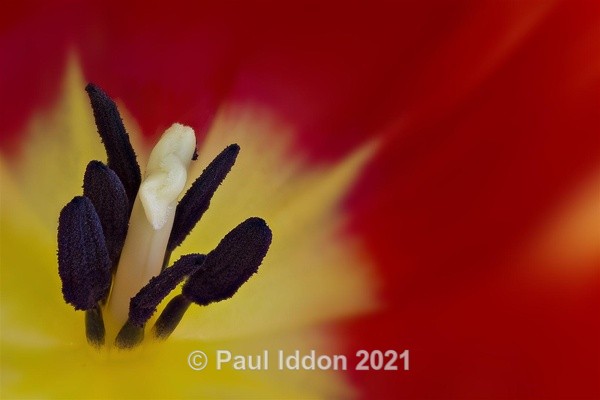 Tulip - Macro