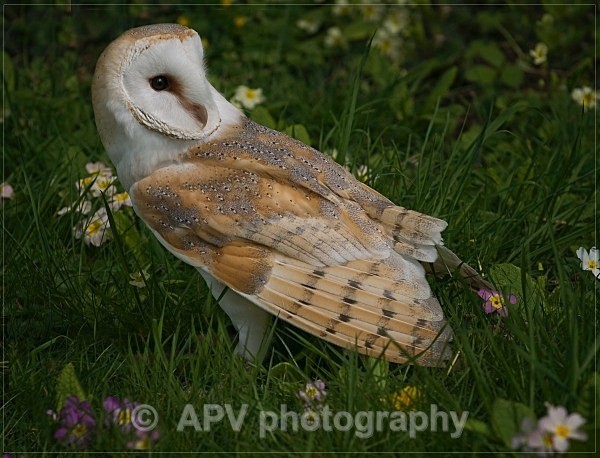 _DSC0922 - Birds of Prey Workshop