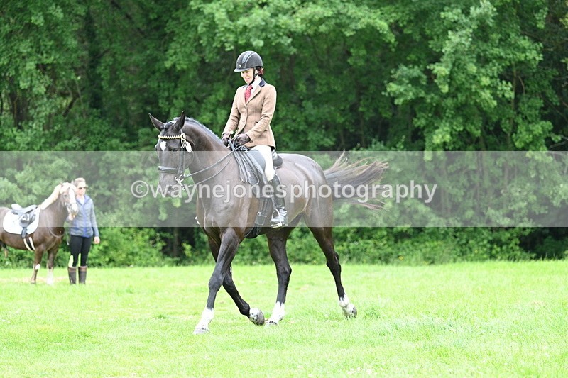 WJ7_4108 - Class 14A Handsome Gelding
