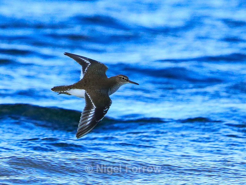 Common Sandpiper in flight at Farmoor - Common Sandpiper