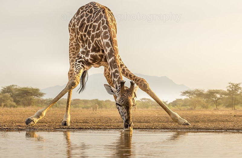  - African Safaris