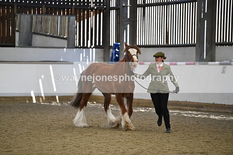 WJ5_5384 - Class 8 In hand cob