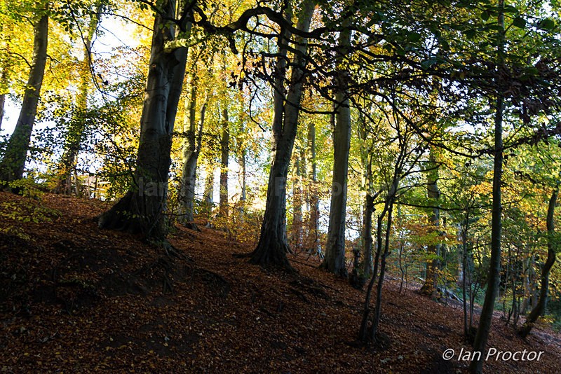 Autumn at Duncans Dam - Autumn