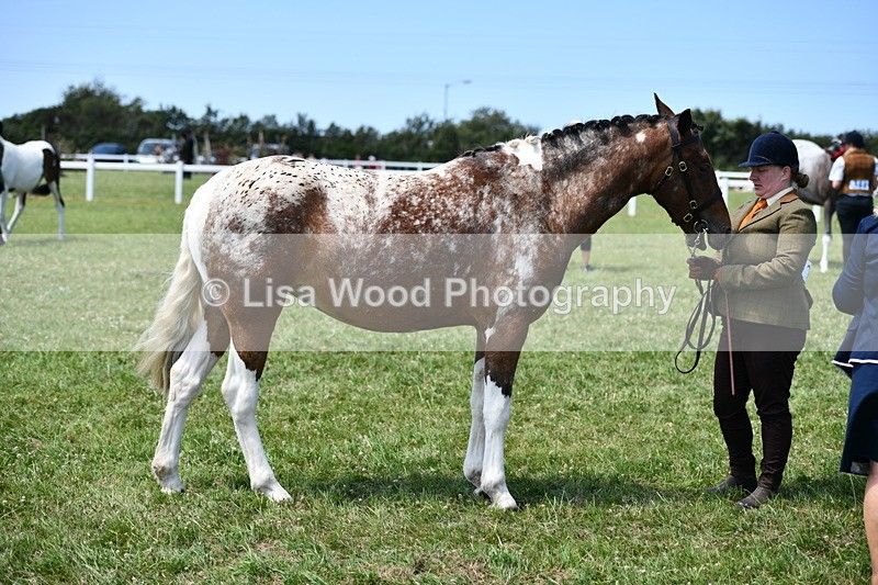 DSC_7508 - Class 63: Coloured Horse Youngstock