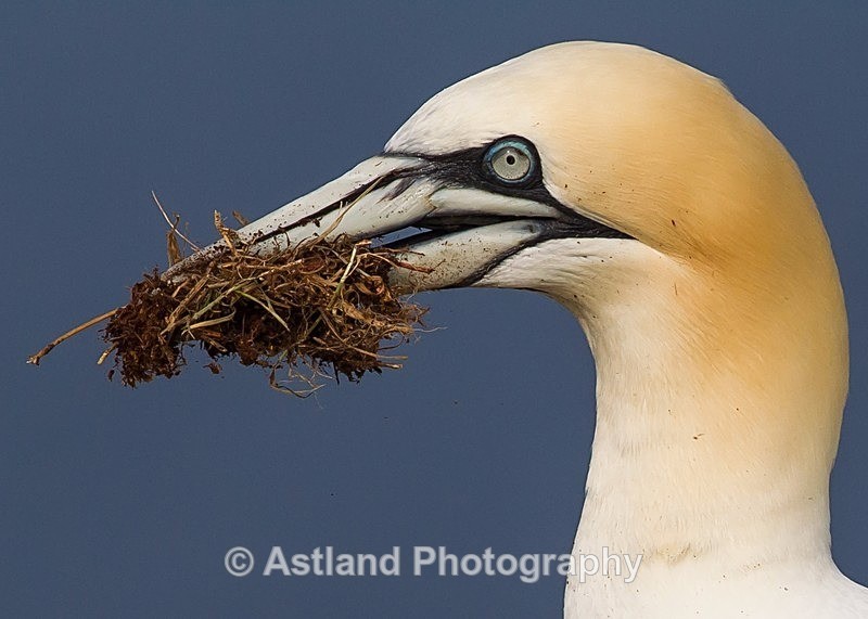 Astland Photography, Bird and Wildlife Images, Susan and Peter Wilson, U.K.