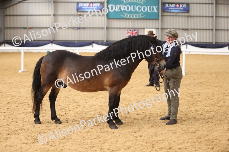 20260913-1753 - Class 117 - Stallion 4years and over