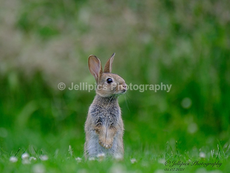  - Wildlife and Nature