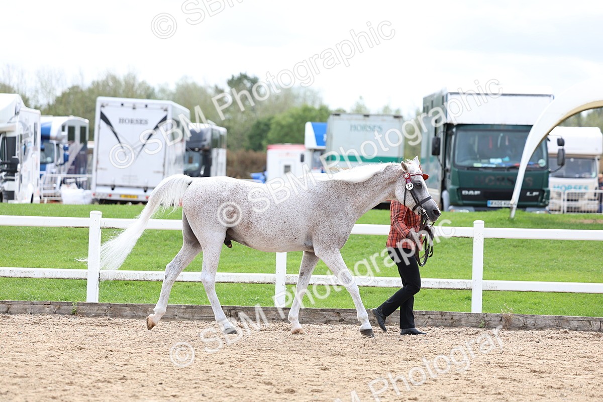 SBM_03900 - Class 25 - IH Foreign Breeds - Pure Bred