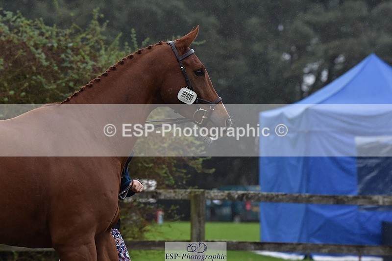 231018-115934-00026 - 066-FJK.OVER.AND.OUT-Alicia.Wilkinson-TrotUp