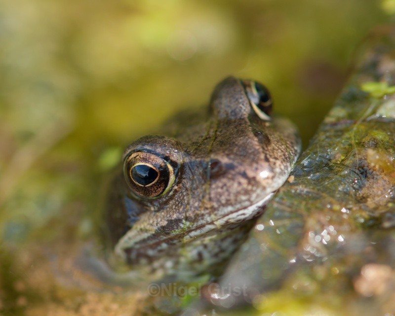 It's a frog's life - Wildlife